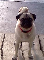 Canine Works Mr. Pug